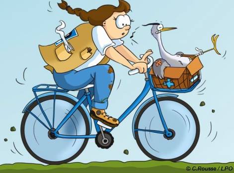 Héron transporté à vélo - Dessin de C Rousse